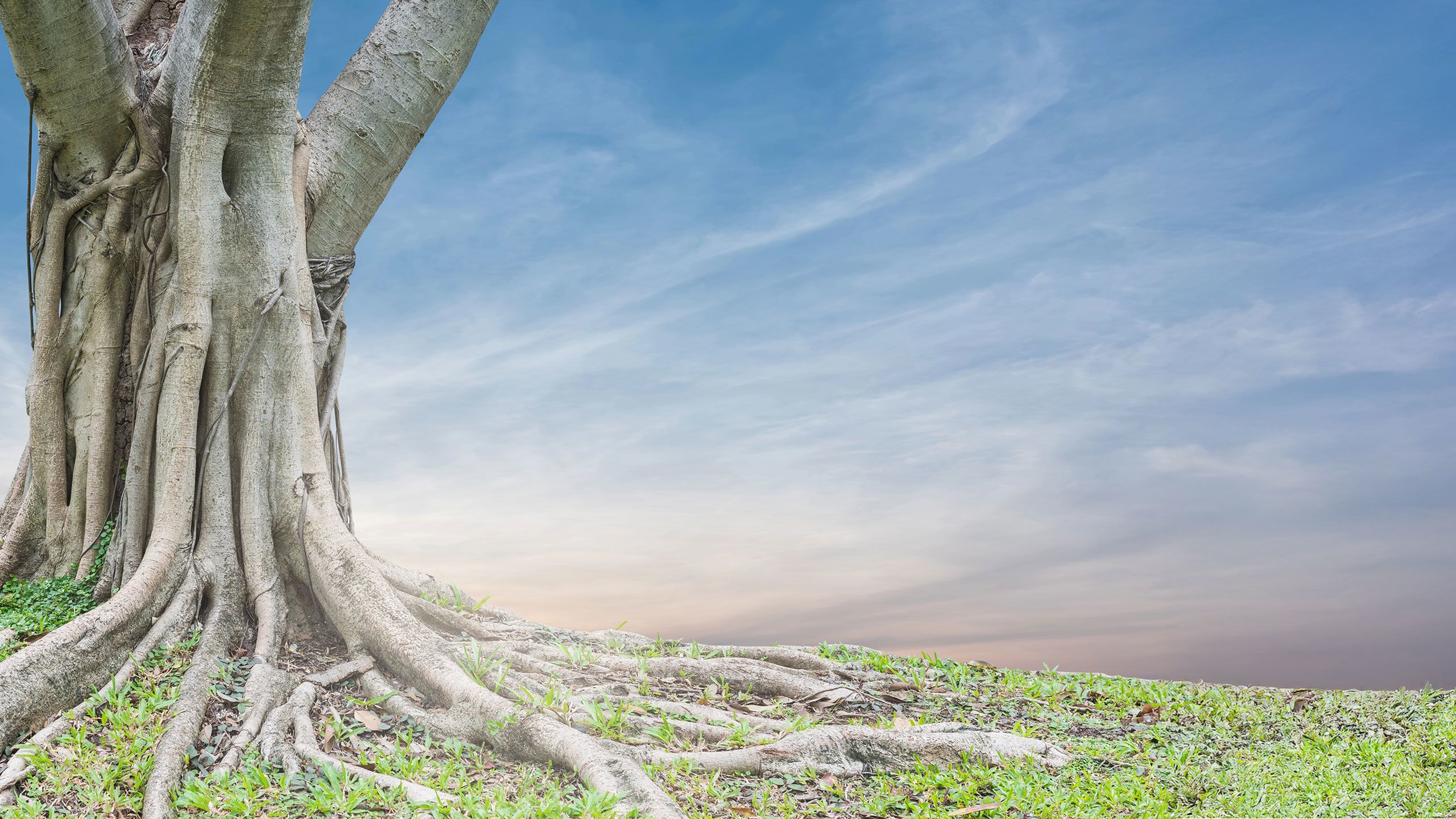 mature tree with deep roots